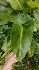 Philodendron sagittifolium
