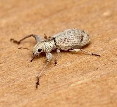 Pandeleteius defectus