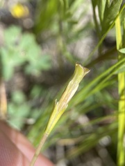 Gentiana fremontii