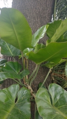Philodendron sagittifolium