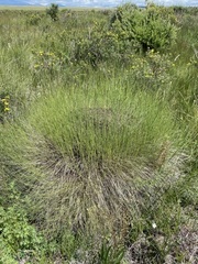 Muhlenbergia filiformis