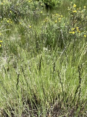 Muhlenbergia filiformis