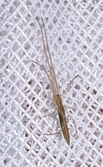 Tetragnatha caudata