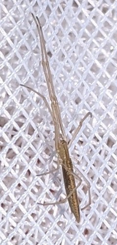 tailed long-jawed orbweaver