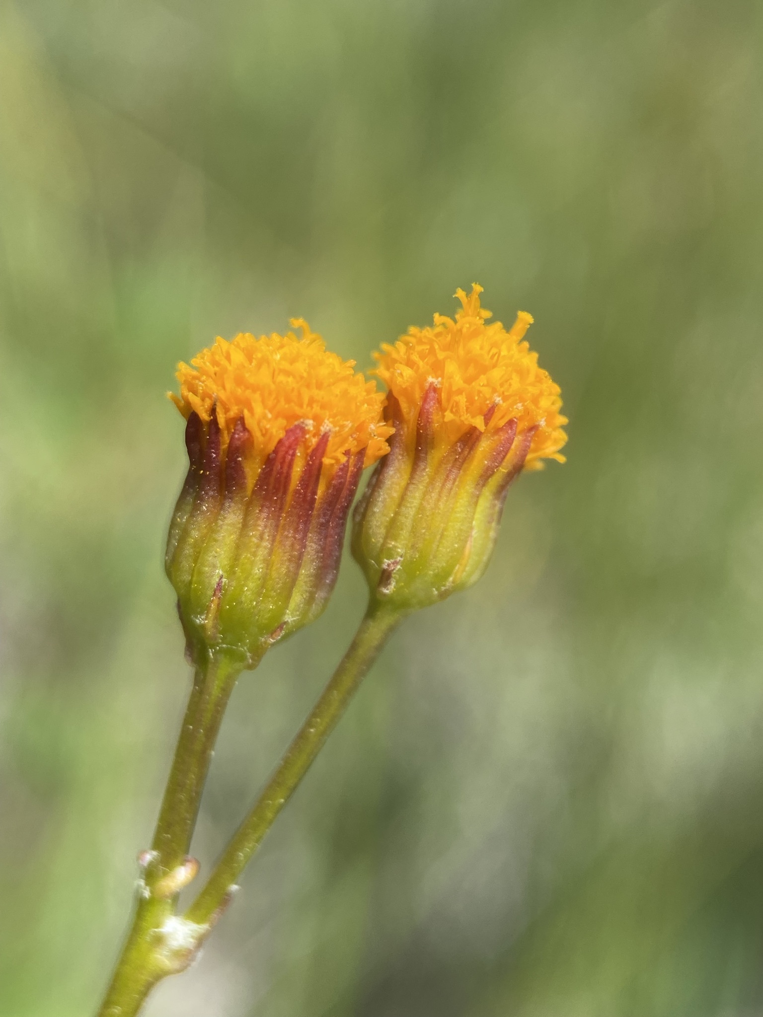 Packera debilis