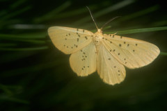 Angerona nigrisparsa