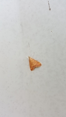 Pyrausta pseudonythesalis