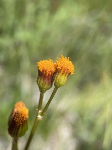 Image of Packera debilis by (c) Matt Berger, some rights reserved (CC BY)