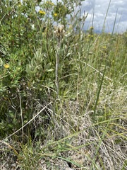 Antennaria pulcherrima