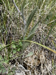 Antennaria pulcherrima