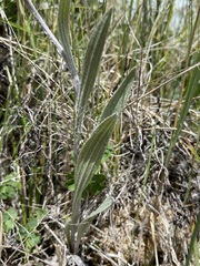 Antennaria pulcherrima