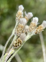 Antennaria pulcherrima