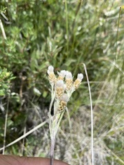 Antennaria pulcherrima