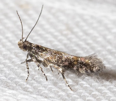 Aristotelia rubidella