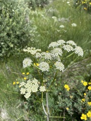 Conioselinum scopulorum