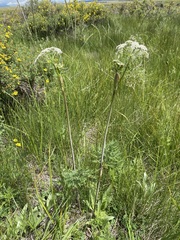 Conioselinum scopulorum