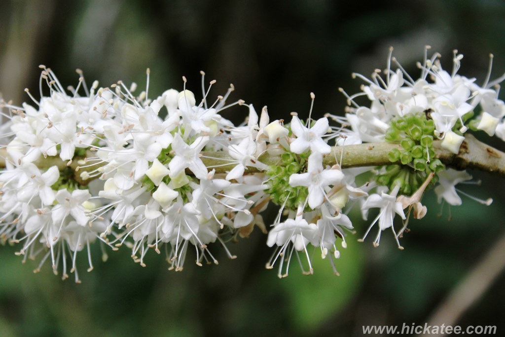 Aegiphila monstrosa