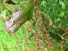 Rumex obtusifolius