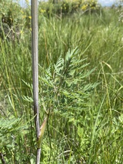 Conioselinum scopulorum