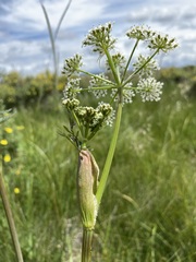 Conioselinum scopulorum