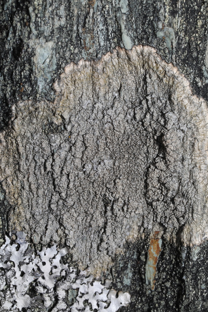 Pertusaria pseudocorallina
