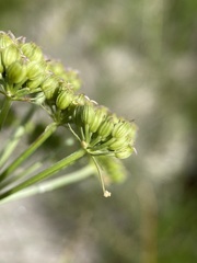 Conioselinum scopulorum