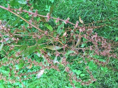 Rumex obtusifolius