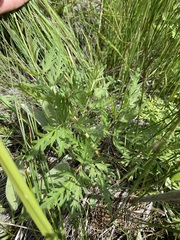 Conioselinum scopulorum