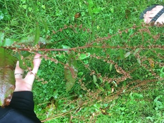Rumex obtusifolius