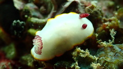 Goniobranchus sinensis