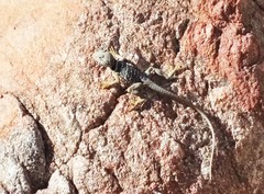 Crotaphytus vestigium