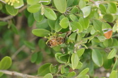 Apis mellifera