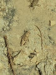 Sphingonotus caerulans