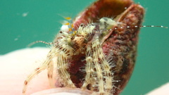 Pagurus decimbranchiae