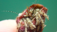 Pagurus decimbranchiae