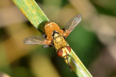 Eliozeta helluo