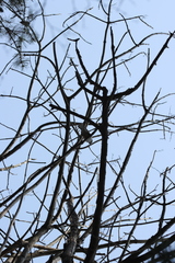 Hypsipetes amaurotis