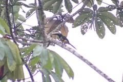 Pteroglossus pluricinctus