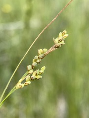 Carex hassei