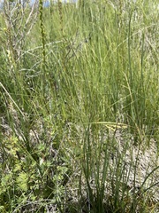 Carex hassei