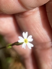 Primula egaliksensis
