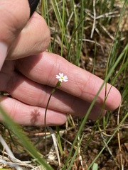 Primula egaliksensis