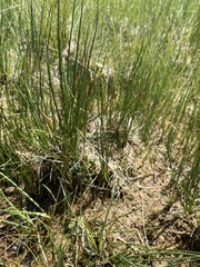 Primula egaliksensis