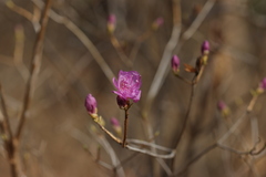 Rhododendron mucronulatum
