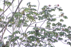 Pteroglossus pluricinctus