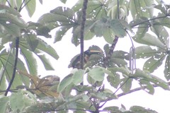 Pteroglossus pluricinctus