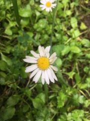 Bellis perennis