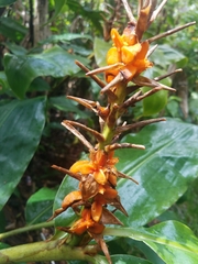 Hedychium