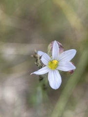 Sisyrinchium pallidum
