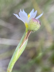 Sisyrinchium pallidum